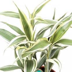 Home / Potted Plants / Dracaena Sanderiana