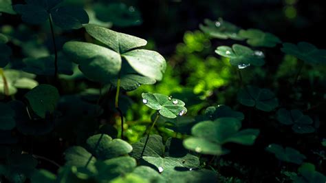 Green Leaf Macro Nature Grass Water Drop 4k