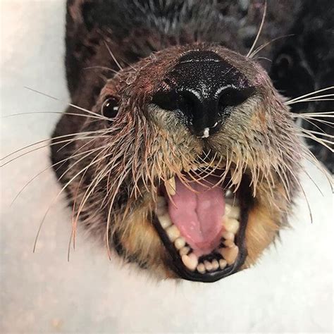Sea Otter Looks So Happy It Makes All Those Teeth Seem Less Scary — The
