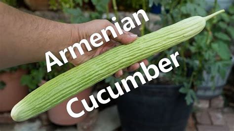 Growing Armenian Cucumbers Complete Guide Eathappyproject
