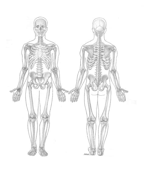 Skeleton Anatomy Poster Skeletal System Anatomical Chart Company