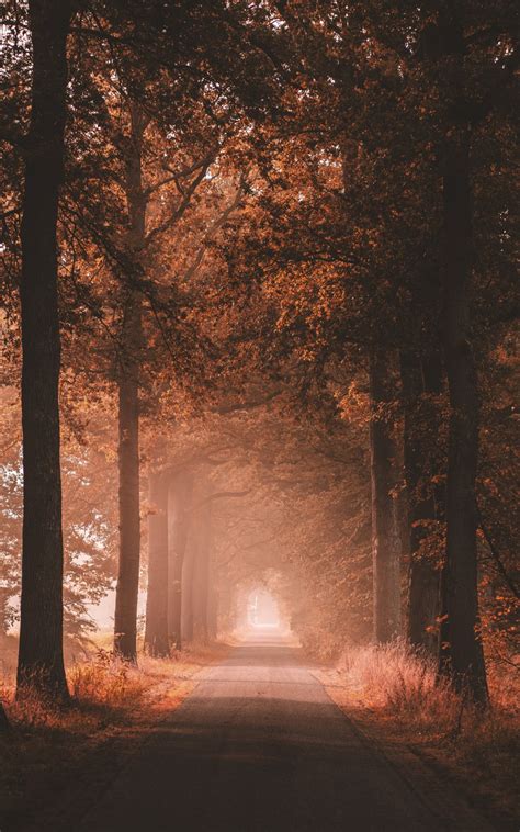 Download 1200x1920 Fall Scenery Path Road Foggy Autumn Trees