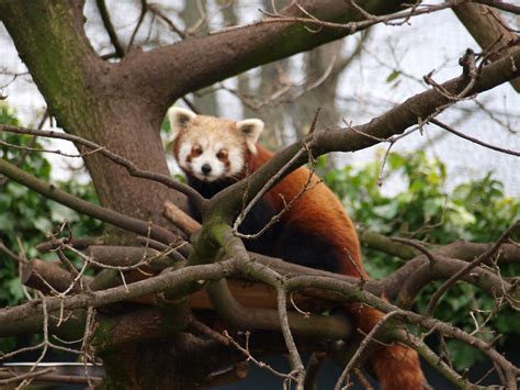 Chester Zoo Red Panda Nigel Swales Flickr