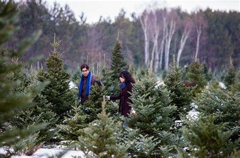 Northeast Christmas Tree Farms Where You Can Cut Your Own Tree Your