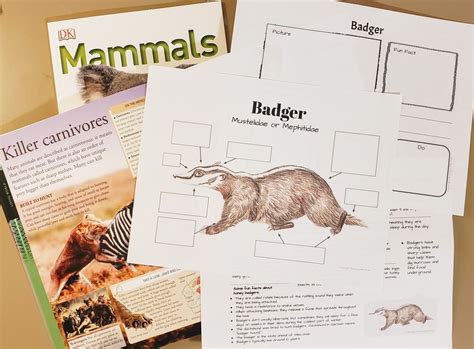 Badger Anatomy And Facts Lesson Plans Homeschool Etsy Uk