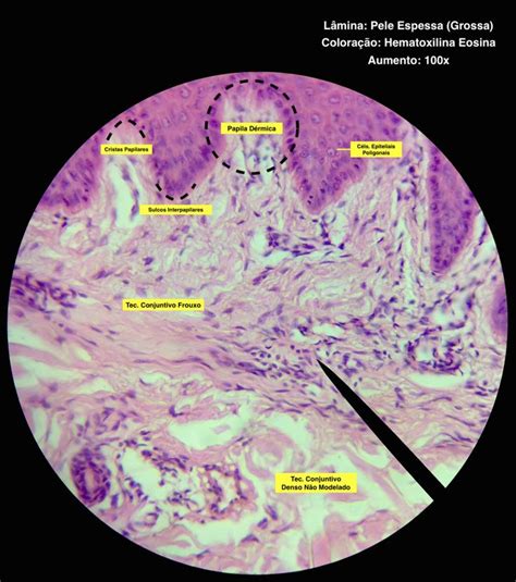 Pin Em Histologia