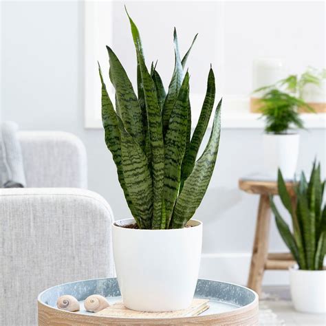 This post may include affiliate links. Buy mother-in-law's tongue / snake plant Sansevieria ...