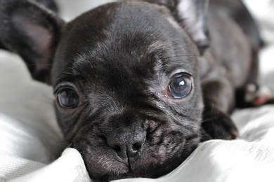 Few dogs are as recognizable as the french bulldog. Frenchies for sale Near Me ,Merle frenchies for sale ...