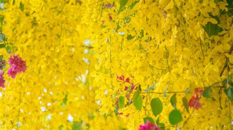 How To Successfully Grow A Golden Rain Tree