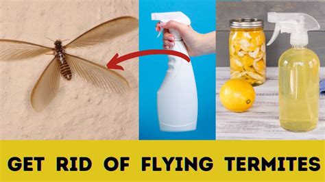 How To Get Rid Of Flying Termites With Wings In House Naturally Youtube