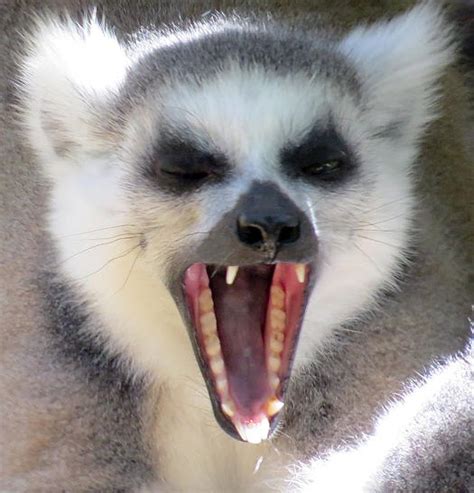Lemur Facts Types Diet Reproduction Classification Pictures
