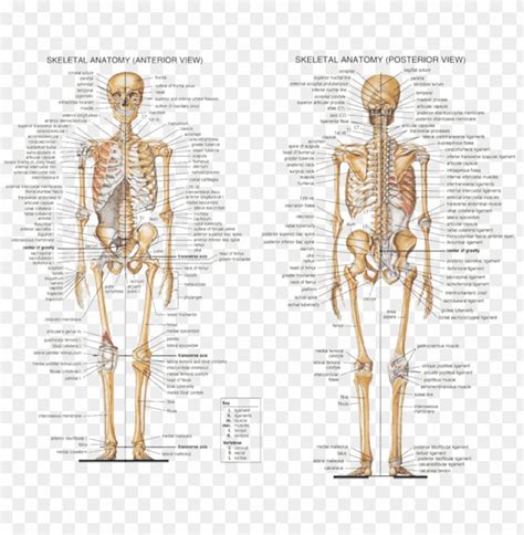 Anatomy Axial Skeleton Human Skeleton All Bones Labeled Png Image
