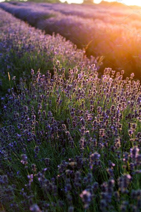 Sunset On Lavender Fields ~ Nature Photos ~ Creative Market