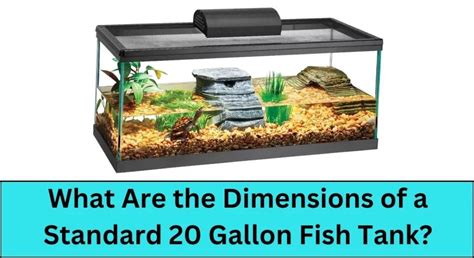 What Are The Dimensions Of A Standard 20 Gallon Fish Tank Pet Fish Tank