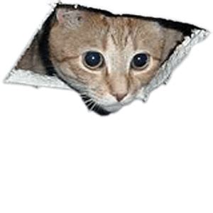 Последние твиты от ceiling cat(they/them) (@ceilidhcats). Red State Voters Want Democrats to Block Trump's Agenda