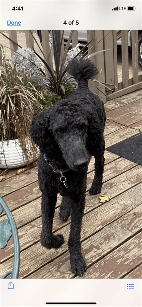 Find standard poodles for sale on oodle classifieds. Poodle Puppies For Sale | Eau Claire, WI #312970 | Petzlover