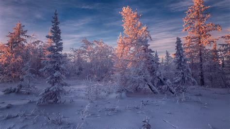 Frost Spruce Forest Hd Winter Wallpapers Hd Wallpapers Id 52483