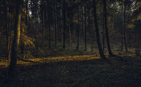 1000 Beautiful Dark Forest Photos · Pexels · Free Stock Photos