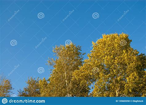 Autumn Trees With Bright Yellow Leaves Against The Blue Sky Stock Photo