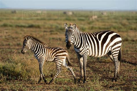 A Plains Zebra Foal Equus Quagga And Its Mother Ndutu Ngorongoro
