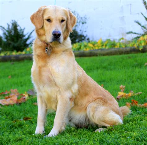 Duke is 3/4 bernese mountain dog and 1/4 german shepherd. Kenny - Bernese Golden Mountain Dog Puppy For Sale in Pennsylvania