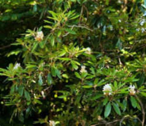 What are the colors of virginias state flower? West Virginia State Flower: Rhododendron (Big Laurel)