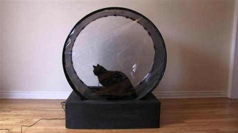 The base is intentionally made heavy to provide a stable platform to allow galloping speed of the most active cats such as bengals. PetTread treadmill: A giant hamster wheel for cats and dogs | Cat exercise wheel, Dog cat, Cat ...