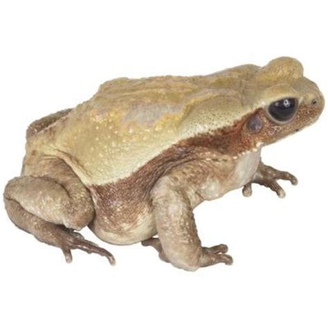 Frog encounters around your home are usually the sign of an insect problem in your yard that needs. How to Get Rid of Frogs in a Pond | Hunker