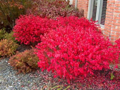 Many flowering plants do best in partial sun. Dwarf-winged Burning Bush (Euonymus alatus 'Compactus ...