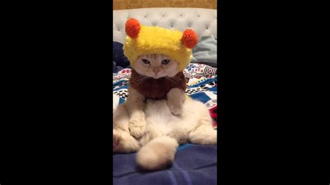 Cat Wearing A Bee Costume ⇀‸↼‶ Youtube
