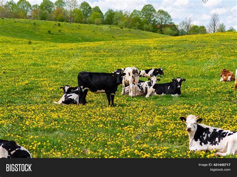 Black White Cows Green Image And Photo Free Trial Bigstock