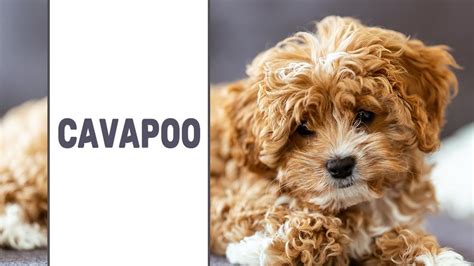 Cavapoo Canine Breed Info Petmoo Golden