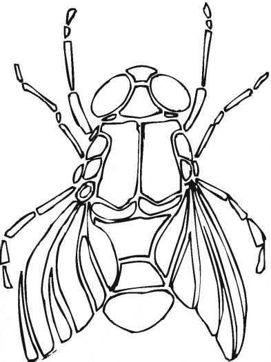 Ck4 Color Fly Coloring Pages