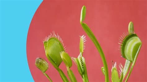 How to avoid the 60% tax trap