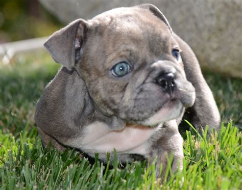 Blue tri merle rare colored english bulldog puppy ; Available now rare colored English bulldog puppies | dream ...