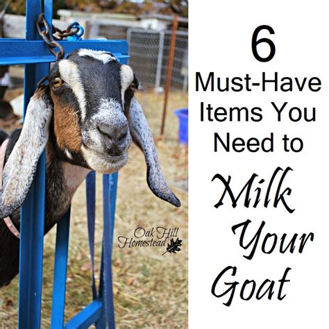 Goat Milking Supplies You Need To Milk A Goat Oak Hill Homestead