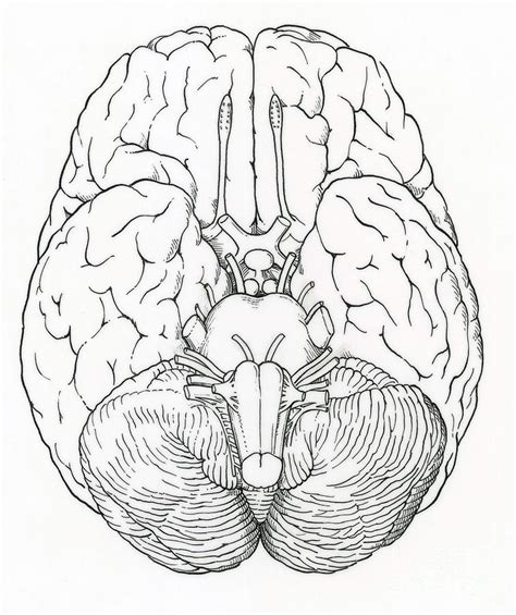 Cranial Nerves Coloring Page | Images and Photos finder