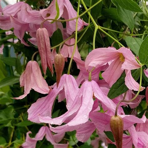 Clematis Pink Delight Brushwood Nursery Clematis Specialists