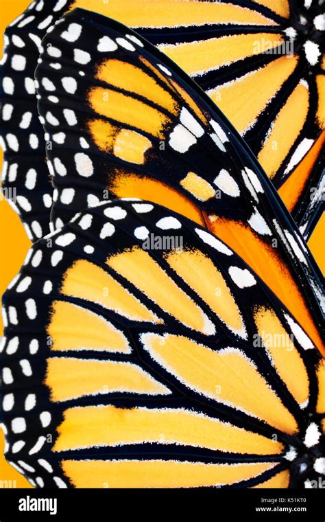 Monarch Butterfly Wing Patterns