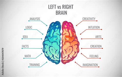 Left And Right Human Brain Concept Creative Part And Logic Part With