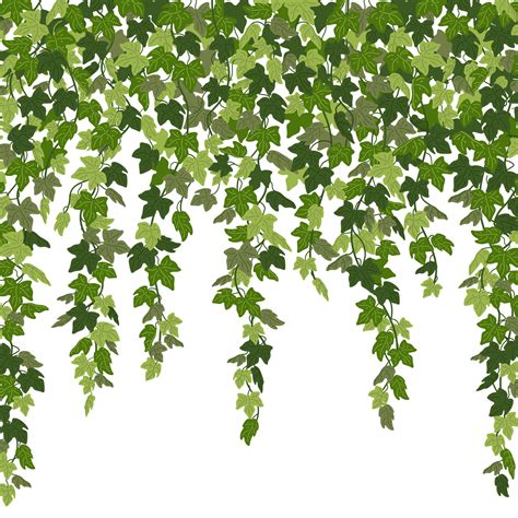 Ivy Curtain Green Creeper Vines Isolated On White Background Vector