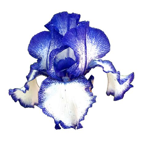 We have over 50,000 free transparent png images available to download today. booriful: transparent-flowers: German Iris. Iris germanica ...