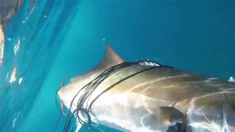 Pesca Submarina Tenerife Abril 2015 Medregal 545kg Ricciola Amberjack