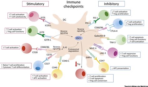 Immune Checkpoint Molecules Personalized Immunotherapy And Autoimmune