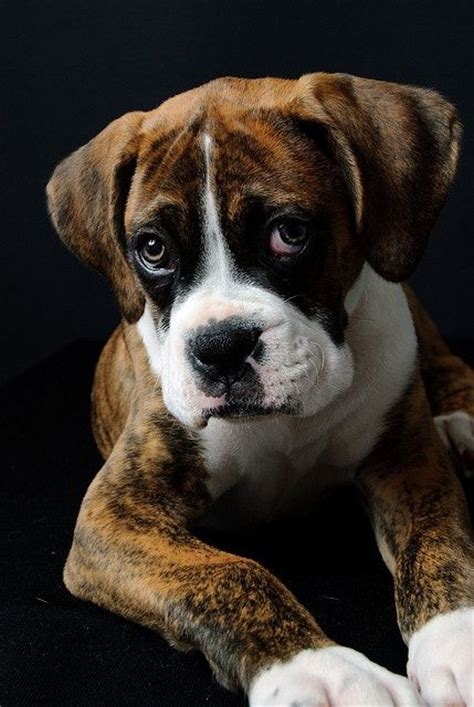 179 Best Im Getting A Boxer Images On Pinterest Boxer