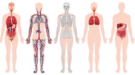 Como é dividido o corpo humano Hexag Medicina