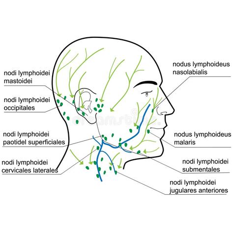 Lymph Nodes Of The Head And Neck Stock Vector Illustration Of
