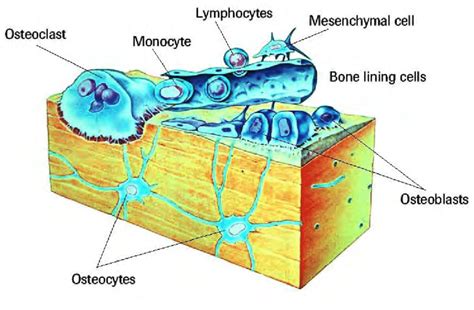 4 Diagram Of Bone Cells 7 Download Scientific Diagram