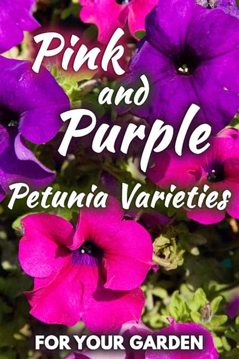 Beautiful floral background with green leaves. Pink and Purple Petunias Varieties for Your Garden ...