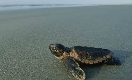 It is the only extant species in the genus eretmochelys. Beauty Animalia: Loggerhead Sea Turtles